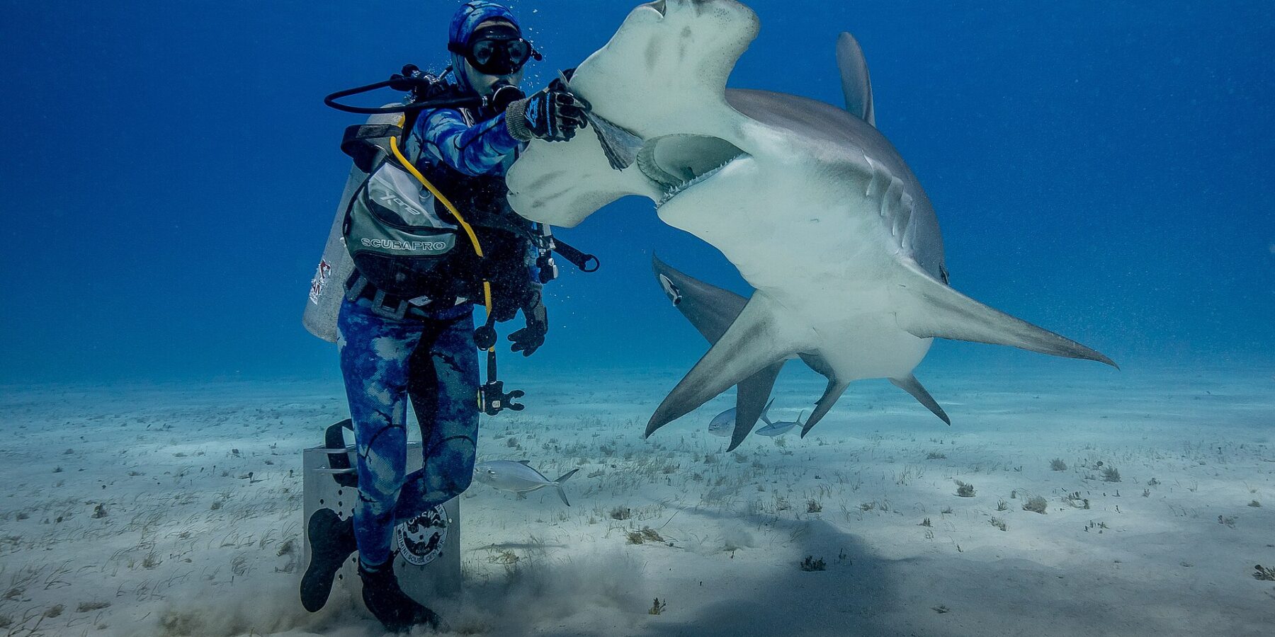Un sub in piedi sulla sabbia appoggia la mano guantata sulla testa di uno squalo martello maggiore che si impenna a bocca aperta, con il ventre bianco e l'ampio martello ben visibili