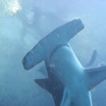 Uno squalo martello maggiore visto da sotto, con la testa a martello larga e quasi diritta in primo piano e le pinne pettorali aperte, in un'acqua blu