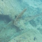 Una pala dell'elica del Thistlegorm, coperta di concrezioni, posata sulla sabbia accanto allo scafo