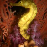 Un cavalluccio marino giallo aggrappato davanti a una gorgonia rossa e a un corallo molle rosa, a Richelieu Rock