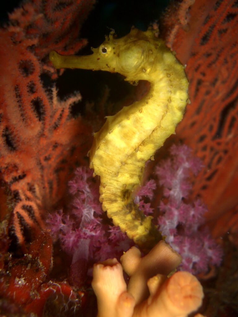 Un cavalluccio marino giallo aggrappato davanti a una gorgonia rossa e a un corallo molle rosa, a Richelieu Rock