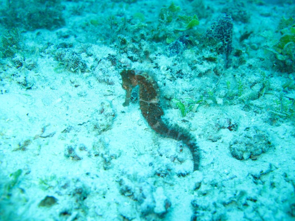 Un cavalluccio marino bruno aggrappato su un fondale di sabbia e detriti di corallo, in un'acqua turchese