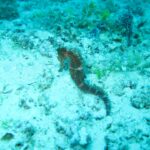 Un cavalluccio marino bruno aggrappato su un fondale di sabbia e detriti di corallo, in un'acqua turchese