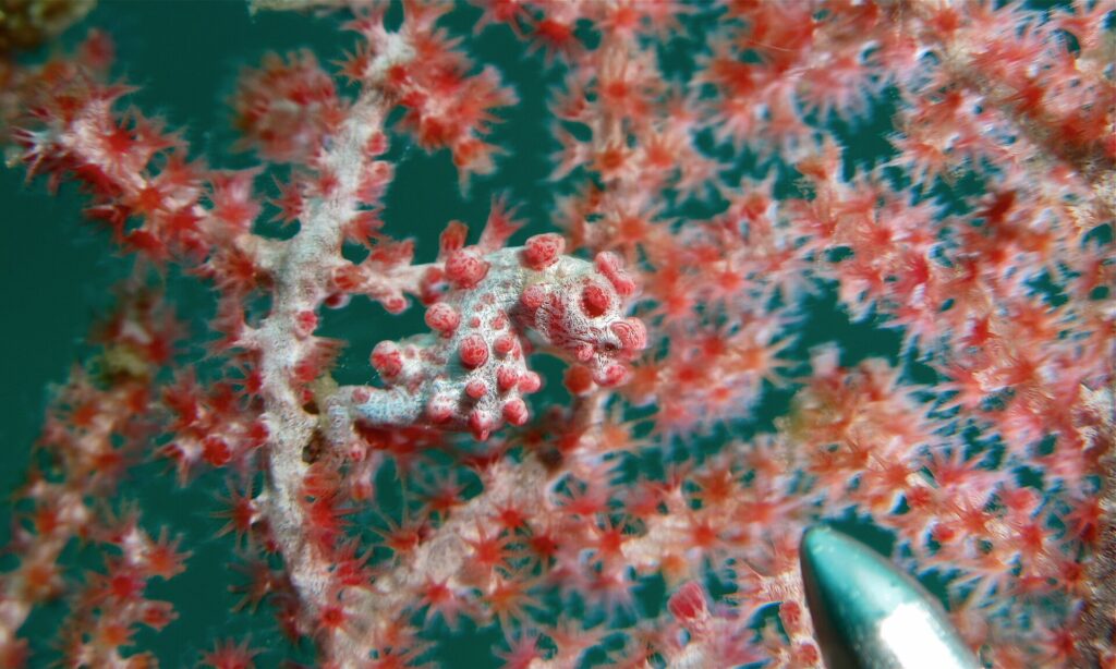 Un cavalluccio marino pigmeo bianco grigiastro coperto di tubercoli rosso rosa, con la coda avvolta su un ramo di gorgonia dai polipi rossi di cui imita i colori, e la punta metallica di una bacchetta in basso a destra.