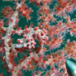 Un cavalluccio marino pigmeo bianco grigiastro coperto di tubercoli rosso rosa, con la coda avvolta su un ramo di gorgonia dai polipi rossi di cui imita i colori, e la punta metallica di una bacchetta in basso a destra.