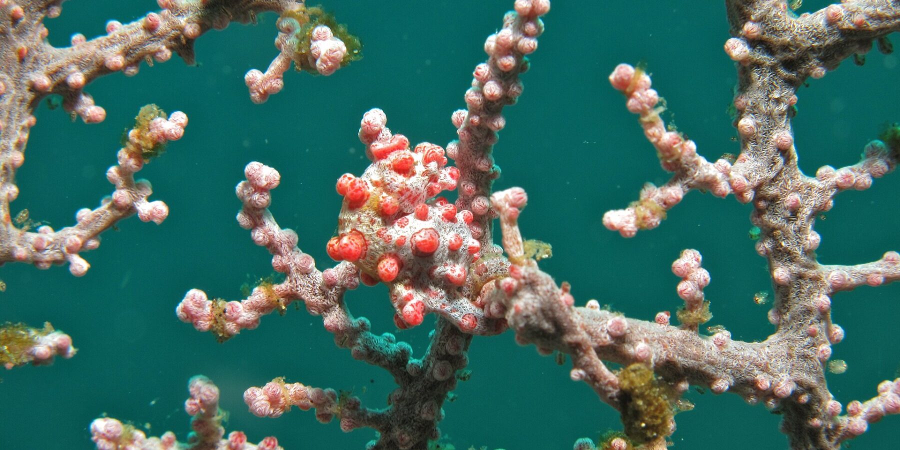 Un cavalluccio marino pigmeo avvolto su un ramo di gorgonia rosa, con il corpo bianco coperto di tubercoli rosso vivo intonati ai polipi, su uno sfondo d'acqua verde smeraldo.