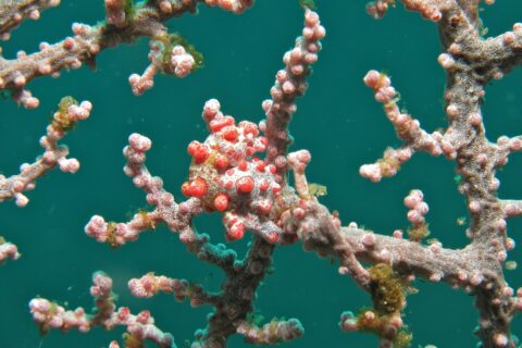 Un cavalluccio marino pigmeo avvolto su un ramo di gorgonia rosa, con il corpo bianco coperto di tubercoli rosso vivo intonati ai polipi, su uno sfondo d'acqua verde smeraldo.