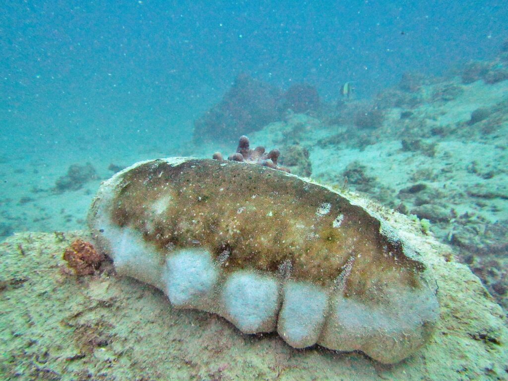 Una grossa oloturia mammellata, con il dorso bruno e i fianchi bianchi bitorzoluti, posata su un fondale di sabbia e coralli, in un'acqua turchese un po' torbida