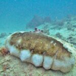 Una grossa oloturia mammellata, con il dorso bruno e i fianchi bianchi bitorzoluti, posata su un fondale di sabbia e coralli, in un'acqua turchese un po' torbida