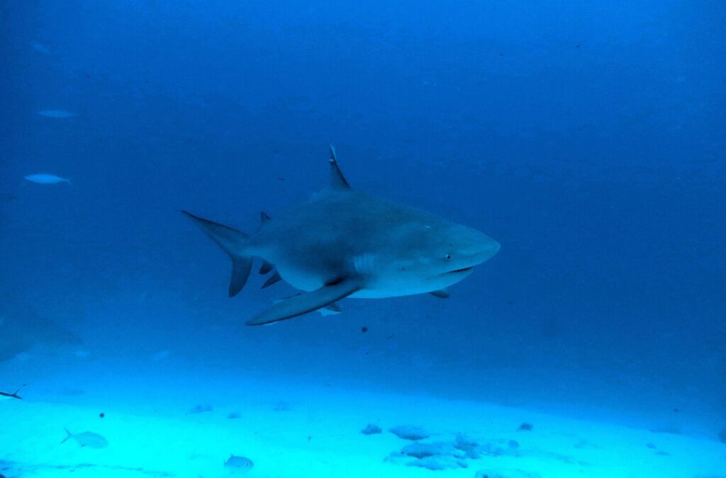 Uno squalo leuca visto di tre quarti da davanti, con il corpo massiccio e il muso corto, in un'acqua blu scuro sopra la sabbia, circondato da piccoli pesci