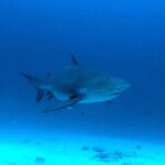 Uno squalo leuca visto di tre quarti da davanti, con il corpo massiccio e il muso corto, in un'acqua blu scuro sopra la sabbia, circondato da piccoli pesci