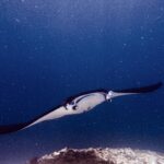 Una manta, con le pinne cefaliche aperte e la bocca spalancata, avanza verso l'obiettivo sopra un reef, in un'acqua verde carica di plancton, a Manta Point