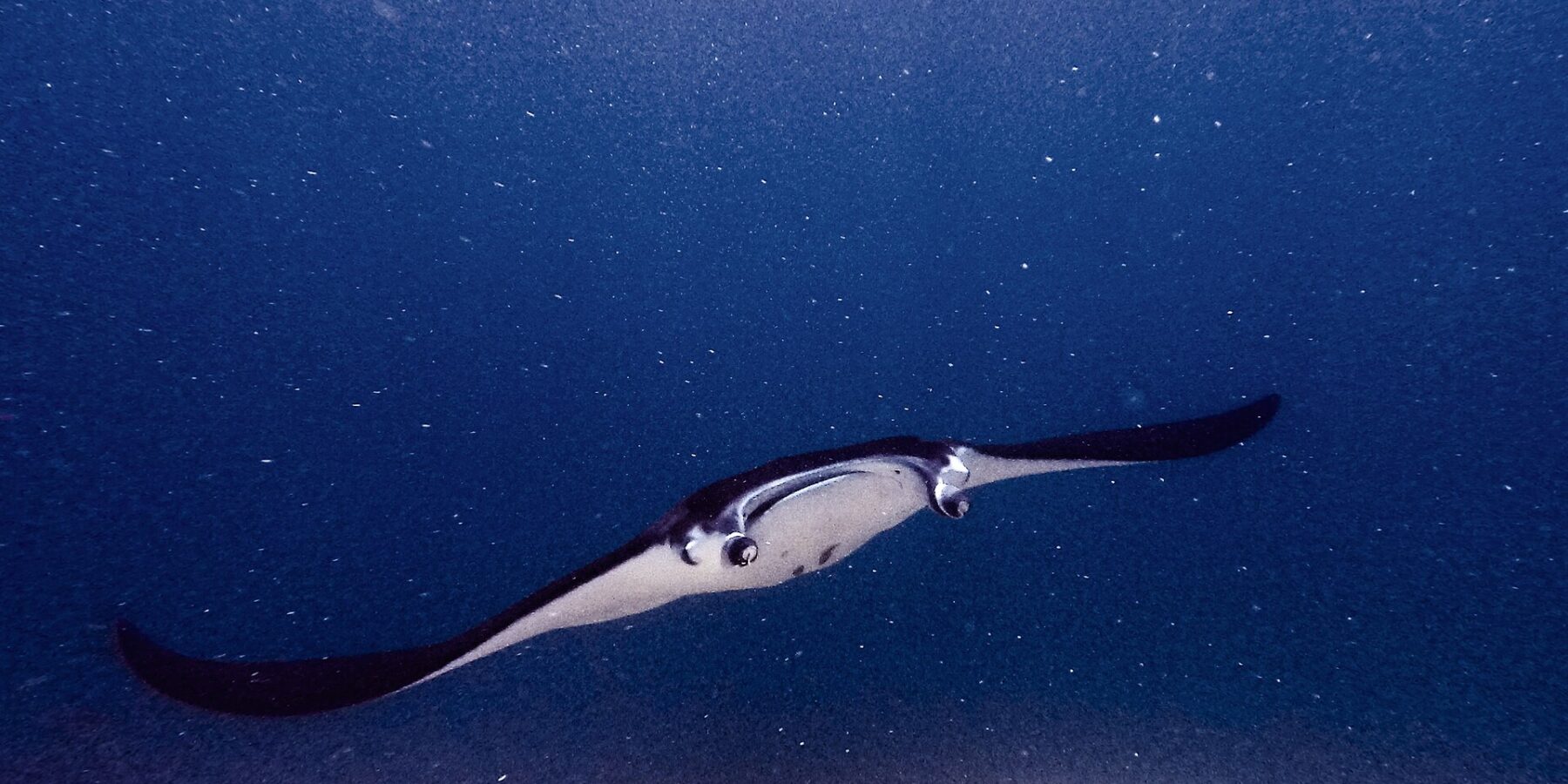 Una manta, con le pinne cefaliche aperte e la bocca spalancata, avanza verso l'obiettivo sopra un reef, in un'acqua verde carica di plancton, a Manta Point