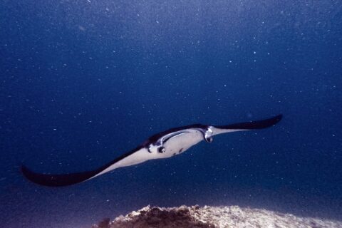 Una manta, con le pinne cefaliche aperte e la bocca spalancata, avanza verso l'obiettivo sopra un reef, in un'acqua verde carica di plancton, a Manta Point