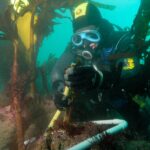 Un sub con cappuccio giallo e nero e maschera blu misura con il righello lo stipite di una laminaria, dentro un telaio di tubo bianco posato su una roccia coperta di alghe rosa, in mezzo a una foresta di grandi laminarie in un'acqua verde.