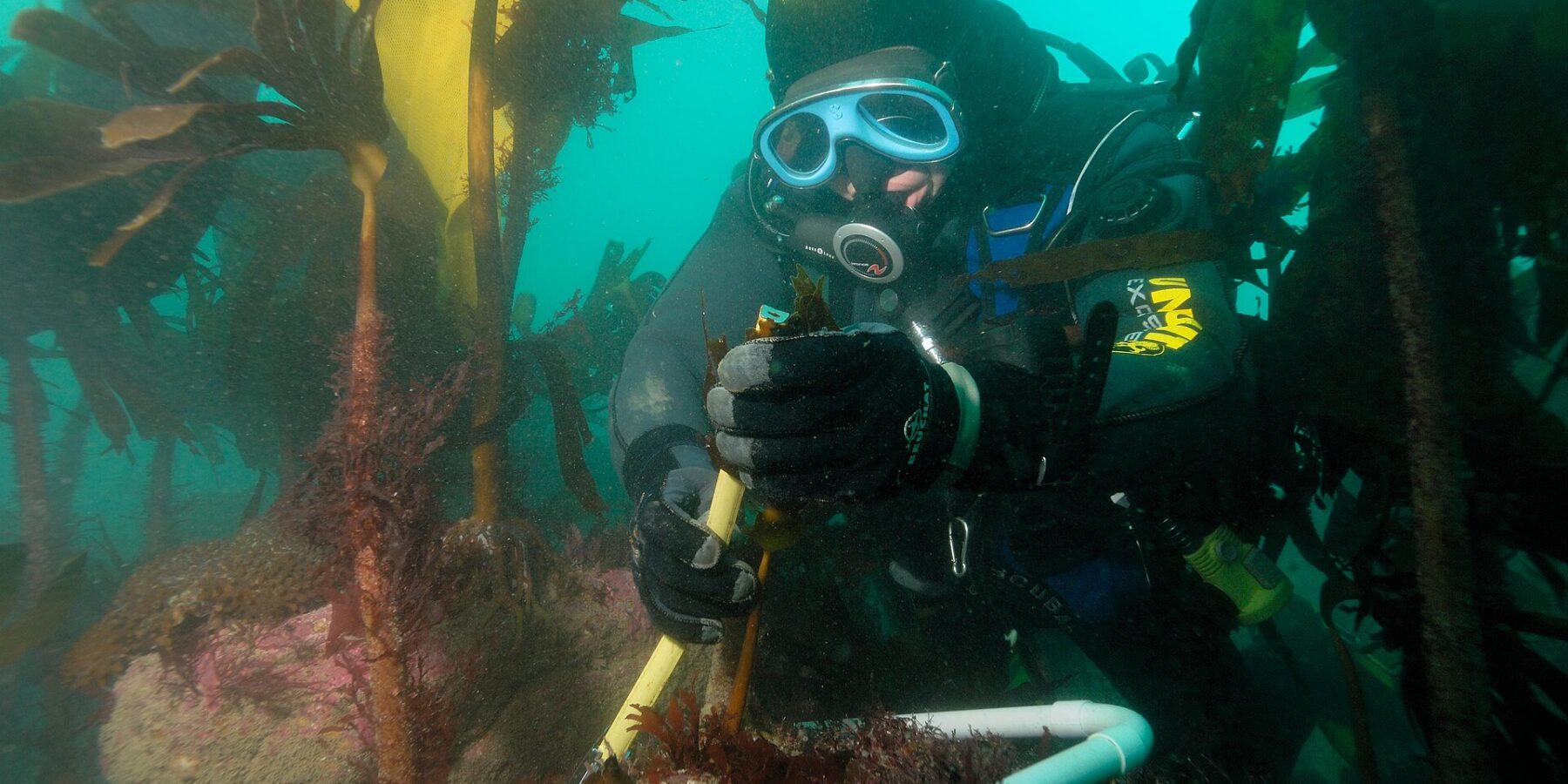 Un sub con cappuccio giallo e nero e maschera blu misura con il righello lo stipite di una laminaria, dentro un telaio di tubo bianco posato su una roccia coperta di alghe rosa, in mezzo a una foresta di grandi laminarie in un'acqua verde.