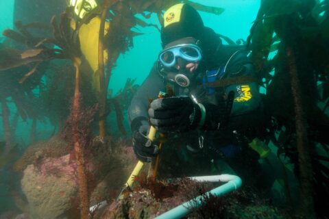 Un sub con cappuccio giallo e nero e maschera blu misura con il righello lo stipite di una laminaria, dentro un telaio di tubo bianco posato su una roccia coperta di alghe rosa, in mezzo a una foresta di grandi laminarie in un'acqua verde.