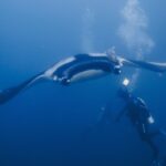Una manta oceanica vista di fronte da sotto, il ventre bianco bordato di nero e una remora sul dorso, plana sopra un sub nell'acqua blu piena di bolle