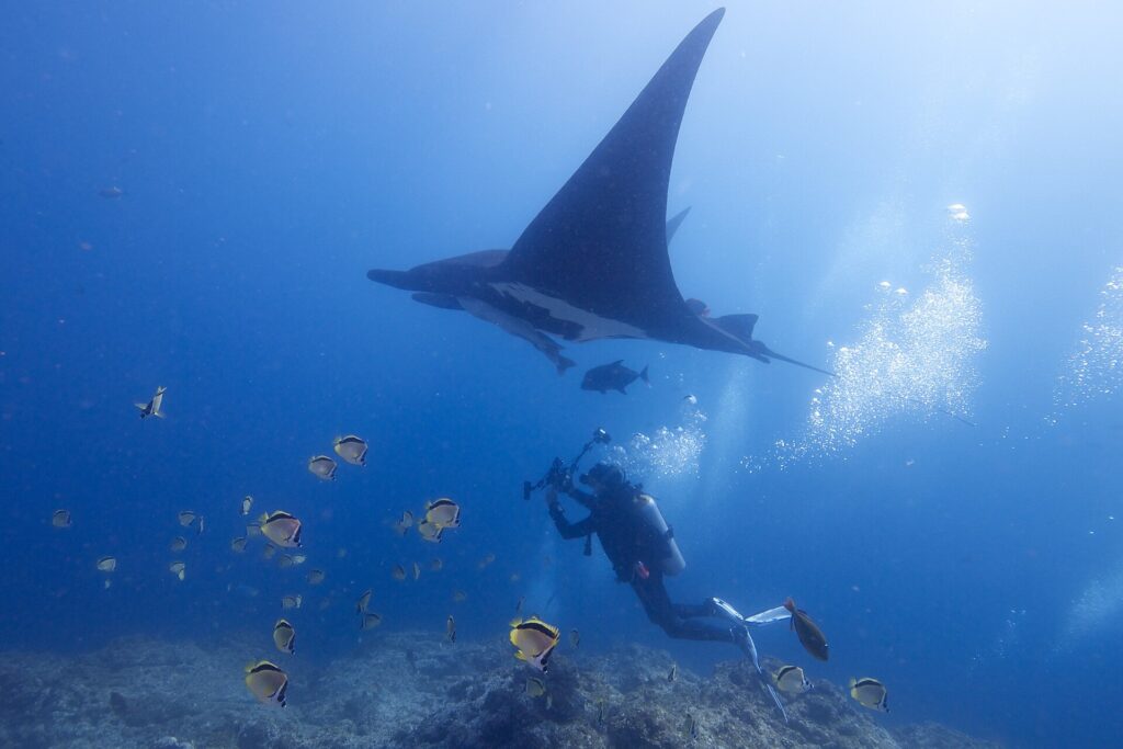 Una manta oceanica nera vista da sotto passa sopra un fotografo subacqueo, circondata da pesci farfalla gialli e neri sopra il reef