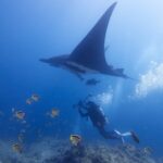 Una manta oceanica nera vista da sotto passa sopra un fotografo subacqueo, circondata da pesci farfalla gialli e neri sopra il reef