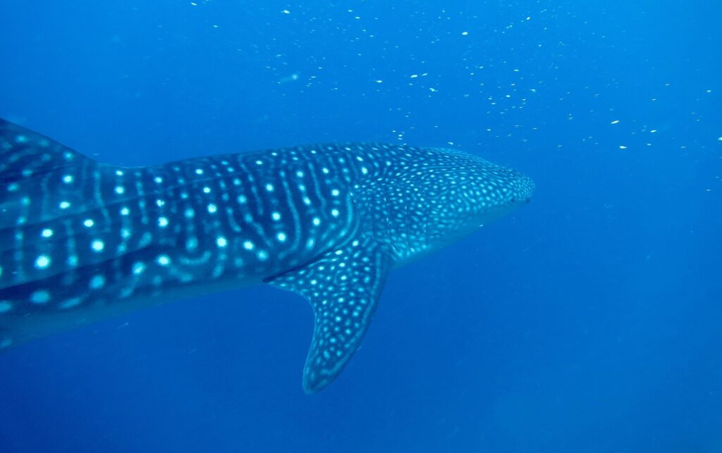 Uno squalo balena visto di tre quarti da dietro, con il dorso a strisce e macchie bianche, mentre nuota in un blu profondo punteggiato di plancton