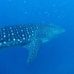 Uno squalo balena visto di tre quarti da dietro, con il dorso a strisce e macchie bianche, mentre nuota in un blu profondo punteggiato di plancton