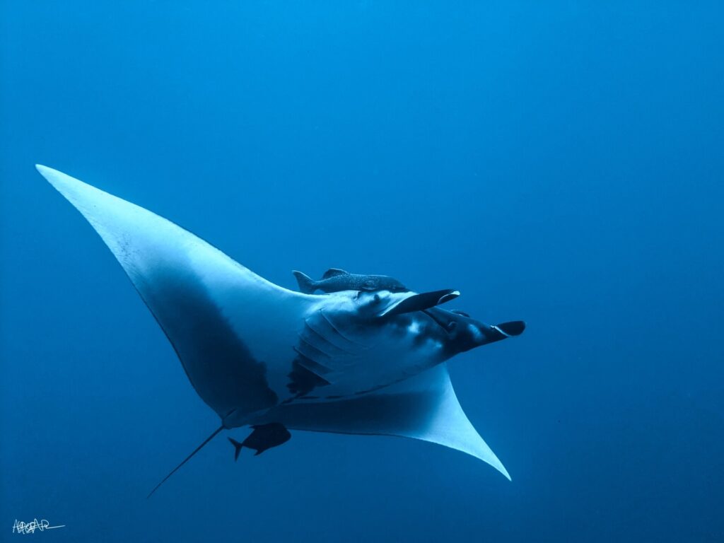 Una manta oceanica vista da sotto e di lato nel blu, il ventre bianco, le pinne cefaliche srotolate, una remora sopra la testa e un piccolo pesce scuro sotto la coda