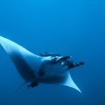 Una manta oceanica vista da sotto e di lato nel blu, il ventre bianco, le pinne cefaliche srotolate, una remora sopra la testa e un piccolo pesce scuro sotto la coda