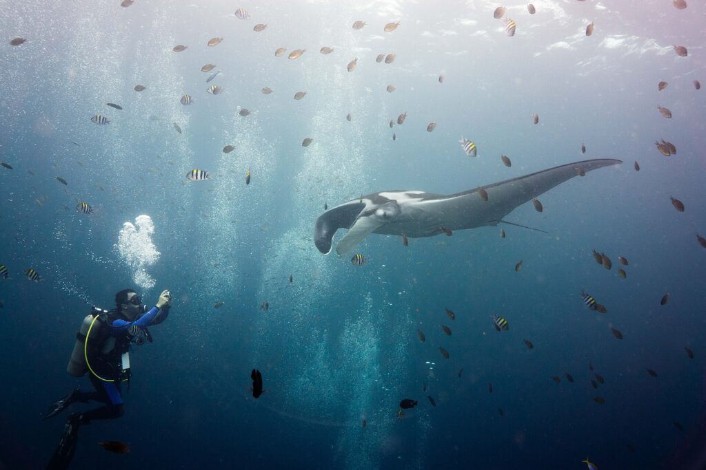 Una manta oceanica grigia dalle spalle bianche, con i lobi cefalici srotolati, avanza verso un sub che la fotografa a sinistra, in mezzo a una nuvola di pesci sergente a strisce e di piccoli pesci marroni sotto una superficie luminosa.