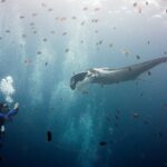 Una manta oceanica grigia dalle spalle bianche, con i lobi cefalici srotolati, avanza verso un sub che la fotografa a sinistra, in mezzo a una nuvola di pesci sergente a strisce e di piccoli pesci marroni sotto una superficie luminosa.