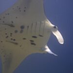 Il ventre bianco macchiato di nero di una manta di barriera vista dal basso, con due remore attaccate e i lobi cefalici srotolati, su sfondo blu notte