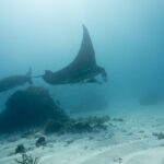 Due mante di barriera passano sopra un blocco di corallo e un fondale di sabbia, con un'ala alzata verso la superficie, in un'acqua lattiginosa