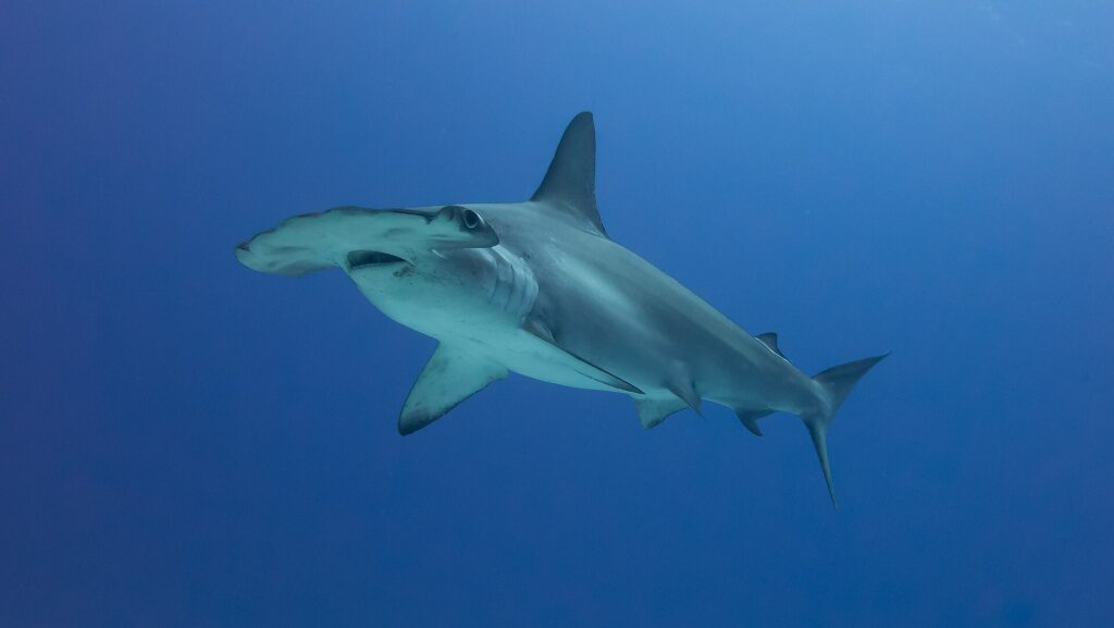Uno squalo martello smerlato di tre quarti in un'acqua blu profondo, senza fondo visibile