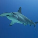 Uno squalo martello smerlato di tre quarti in un'acqua blu profondo, senza fondo visibile