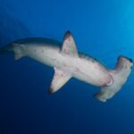 Uno squalo martello smerlato visto da sotto nuota verso destra, il ventre bianco segnato da macchie rossastre e le fessure branchiali visibili, nel blu profondo illuminato dalla superficie in alto a destra.