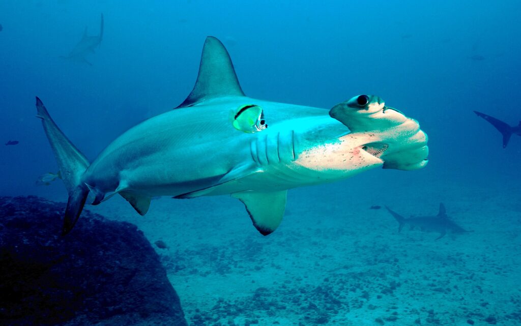 Uno squalo martello smerlato passa sopra un fondo di sabbia e roccia, con un pesce barbiere giallo e nero attaccato al fianco e altri due martelli dietro