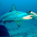 Uno squalo martello smerlato passa sopra un fondo di sabbia e roccia, con un pesce barbiere giallo e nero attaccato al fianco e altri due martelli dietro