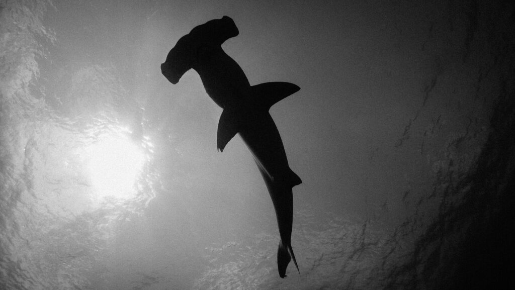 Foto in bianco e nero di uno squalo martello visto da sotto, la sagoma scura che si staglia sulla superficie illuminata dal sole a sinistra, con la testa a martello in alto.