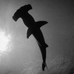 Foto in bianco e nero di uno squalo martello visto da sotto, la sagoma scura che si staglia sulla superficie illuminata dal sole a sinistra, con la testa a martello in alto.