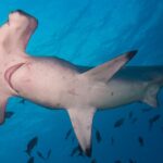 Uno squalo martello smerlato visto dal basso, con il ventre bianco e le fessure branchiali in vista, circondato da piccoli pesci in un'acqua blu