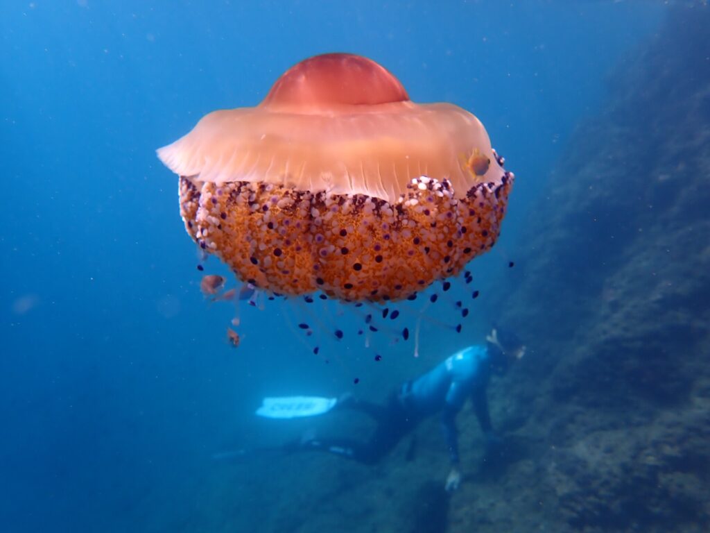 Una grande medusa uovo fritto, cupola arancione e braccia corte punteggiate di bottoni viola, va alla deriva nel blu con piccoli pesci al riparo sotto di lei, mentre un apneista pinneggia lungo un pendio roccioso sullo sfondo.