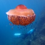 Una grande medusa uovo fritto, cupola arancione e braccia corte punteggiate di bottoni viola, va alla deriva nel blu con piccoli pesci al riparo sotto di lei, mentre un apneista pinneggia lungo un pendio roccioso sullo sfondo.