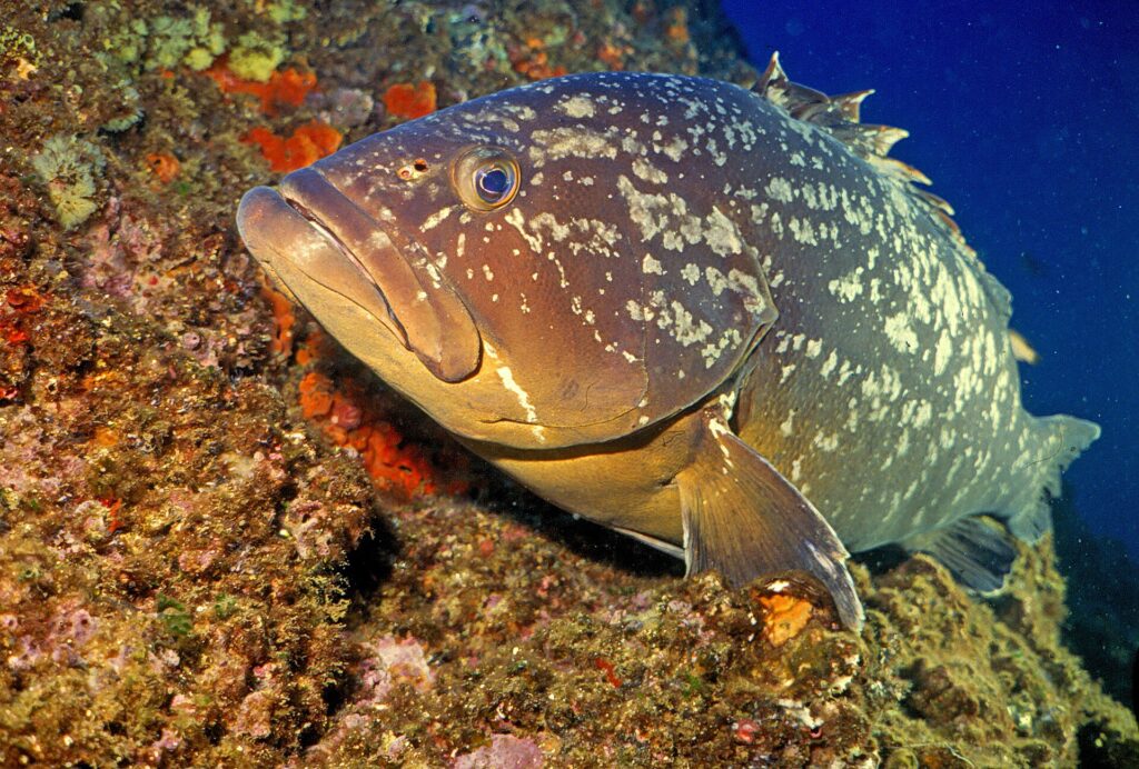 Una grossa cernia bruna appoggiata a una parete coperta di spugne arancioni, con la testa verso sinistra: livrea bruna marezzata di grandi macchie chiare irregolari, testa massiccia dalle labbra spesse, mascella inferiore prominente, occhio grande e ampia pinna pettorale.
