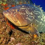 Una grossa cernia bruna appoggiata a una parete coperta di spugne arancioni, con la testa verso sinistra: livrea bruna marezzata di grandi macchie chiare irregolari, testa massiccia dalle labbra spesse, mascella inferiore prominente, occhio grande e ampia pinna pettorale.