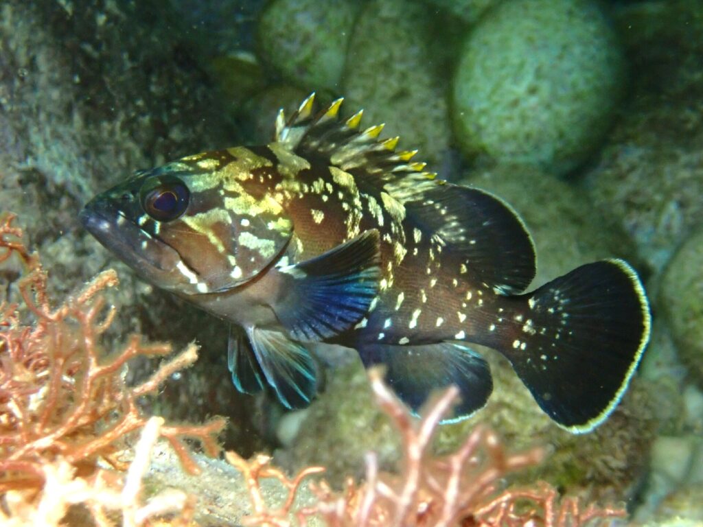 Una giovane cernia bruna di profilo, con la testa a sinistra, tra rocce e alghe rosse: corpo bruno scuro cosparso di macchie e marezzature giallo pallido, spine della pinna dorsale con la punta gialla, occhio grande e coda arrotondata bordata di chiaro.