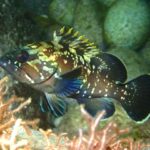 Una giovane cernia bruna di profilo, con la testa a sinistra, tra rocce e alghe rosse: corpo bruno scuro cosparso di macchie e marezzature giallo pallido, spine della pinna dorsale con la punta gialla, occhio grande e coda arrotondata bordata di chiaro.