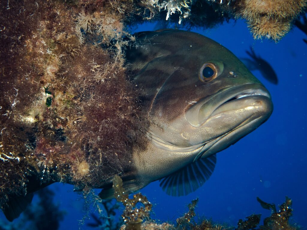 Primo piano di una cernia bruna che sporge la testa da uno strapiombo coperto di alghe, nel blu: testa massiccia bruno scuro con marezzature più scure, occhio grande e sporgente, labbra spesse e grande bocca socchiusa con la mascella inferiore prominente, gola più chiara.