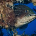 Primo piano di una cernia bruna che sporge la testa da uno strapiombo coperto di alghe, nel blu: testa massiccia bruno scuro con marezzature più scure, occhio grande e sporgente, labbra spesse e grande bocca socchiusa con la mascella inferiore prominente, gola più chiara.