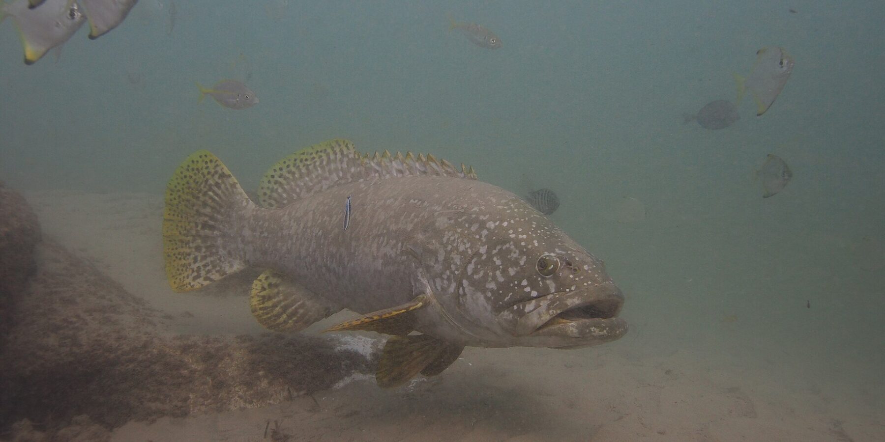 Una cernia gigante grigia dalle labbra grosse nuota sopra la sabbia in acqua torbida, con la testa cosparsa di punti chiari, le pinne gialle macchiettate di nero e un labride pulitore attaccato al fianco