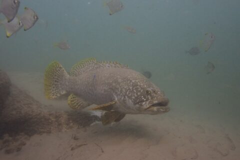 Una cernia gigante grigia dalle labbra grosse nuota sopra la sabbia in acqua torbida, con la testa cosparsa di punti chiari, le pinne gialle macchiettate di nero e un labride pulitore attaccato al fianco